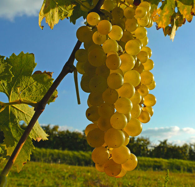 Vignoble-du-Cognac-2